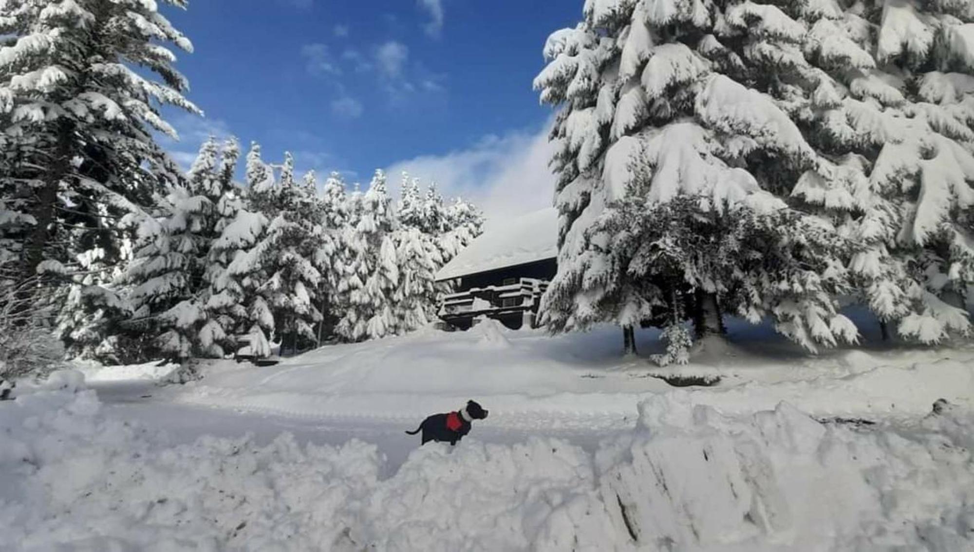 Rogla - Mojca Pokrajculja Chalet Zrece