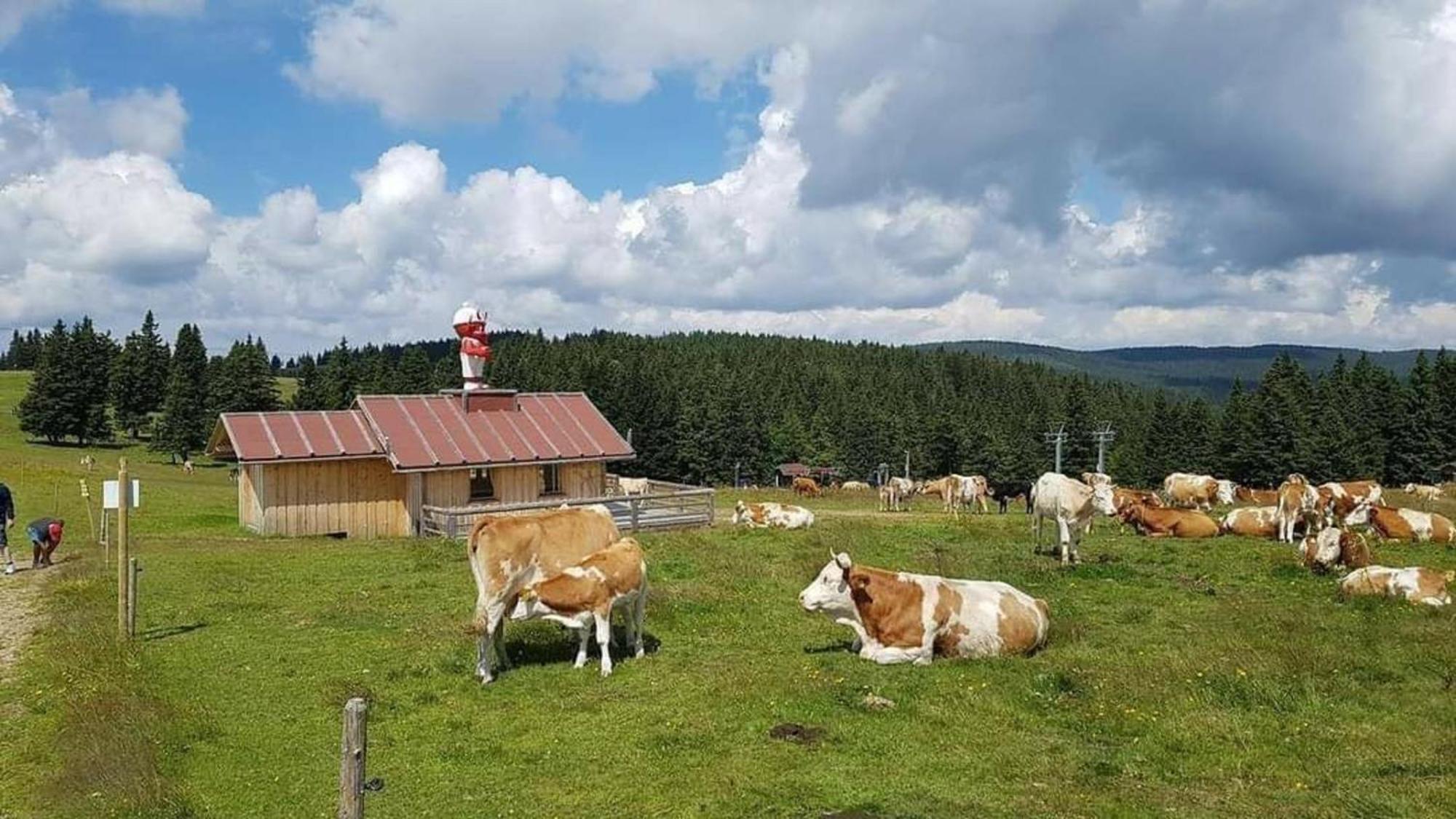 Rogla - Mojca Pokrajculja *